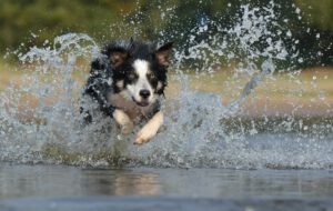 black white long coated dog dashing trough body of water